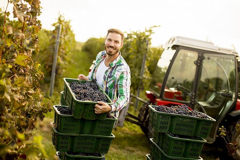 Минсельхоз улучшит поддержку российских виноградарства и виноделия